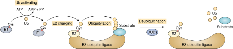 Figure 1