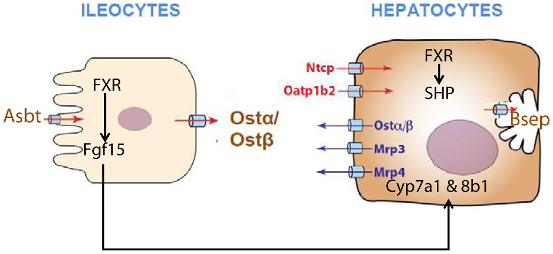 Fig. 9.