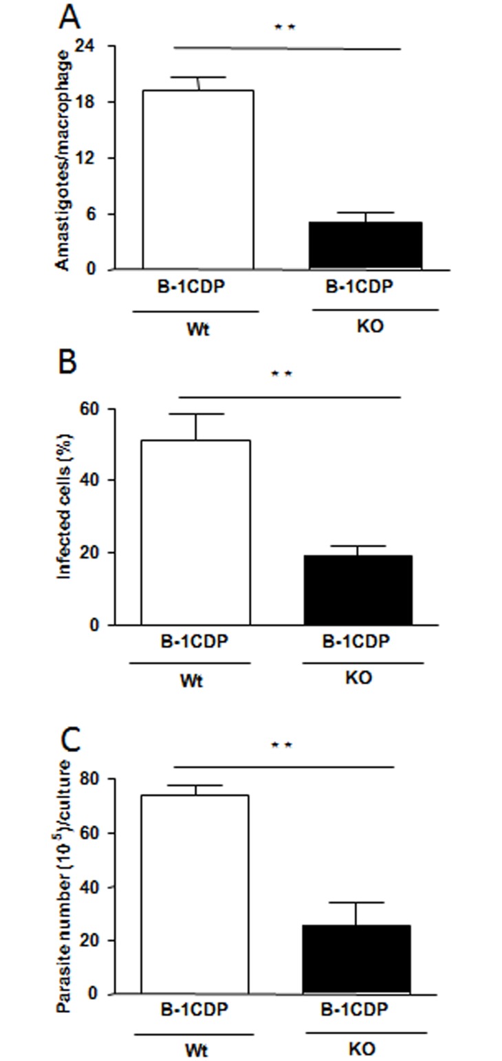 Fig 7