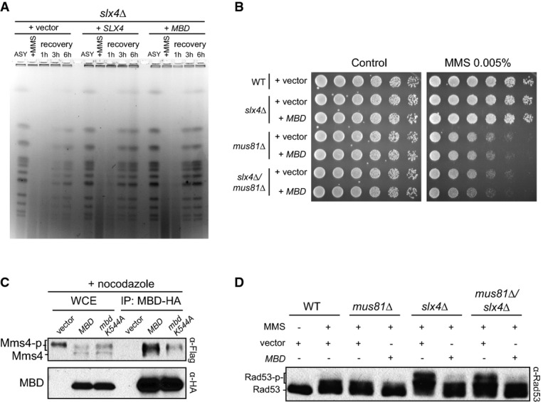 Figure 5