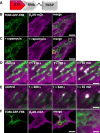 Fig. 12