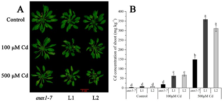 Figure 7