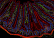 A micrograph of a curved, colorful object on a black background shows closely spaced finger-like shapes extending from one side