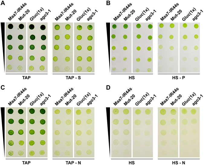 Figure 4