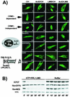 FIG. 6.