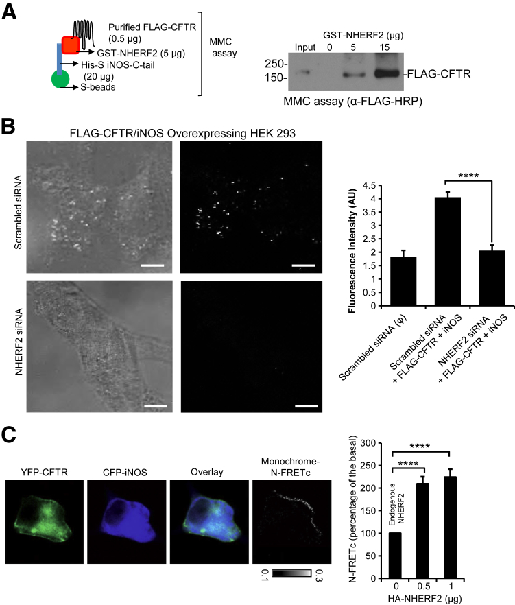 Figure 4