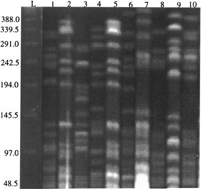 FIG. 1