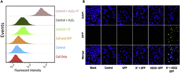 Figure 2