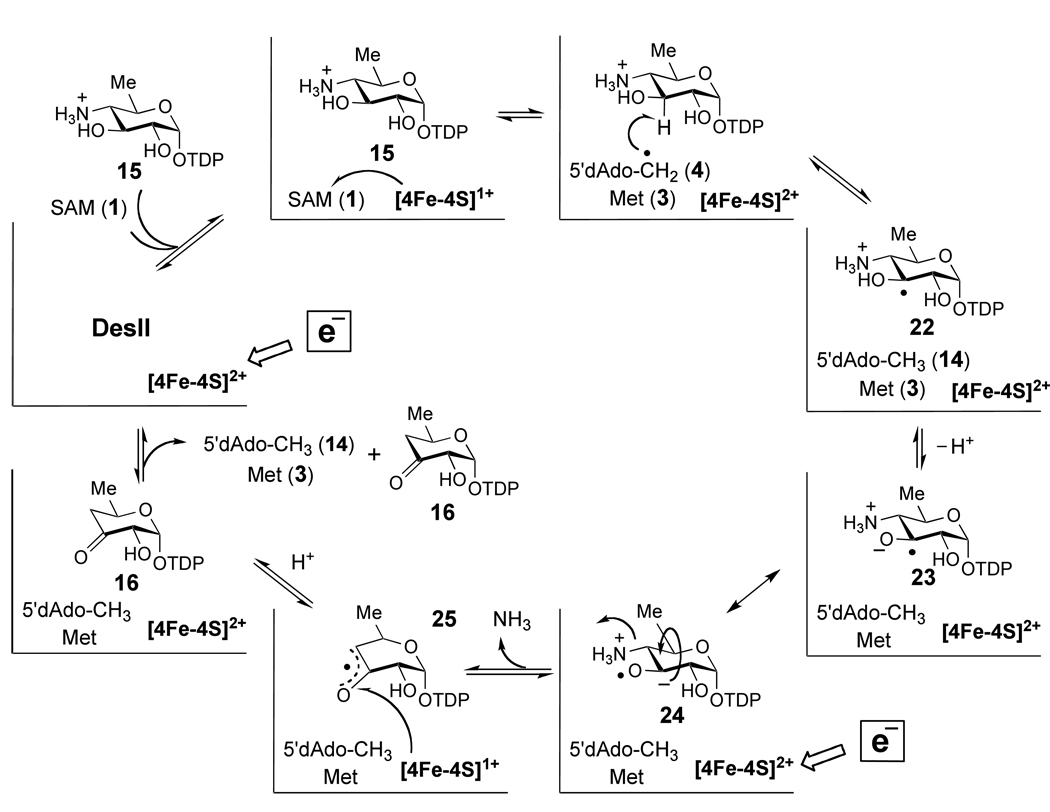 Scheme 5