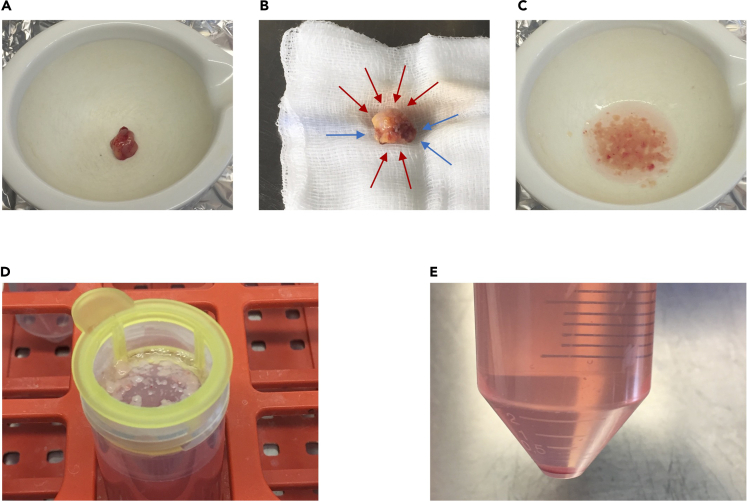 Figure 1