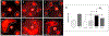 Fig. 17.
