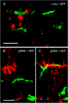 Fig. 30.