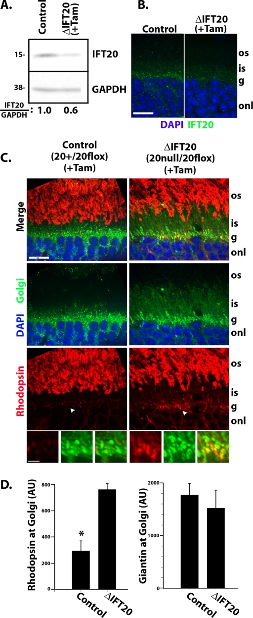 FIGURE 4: