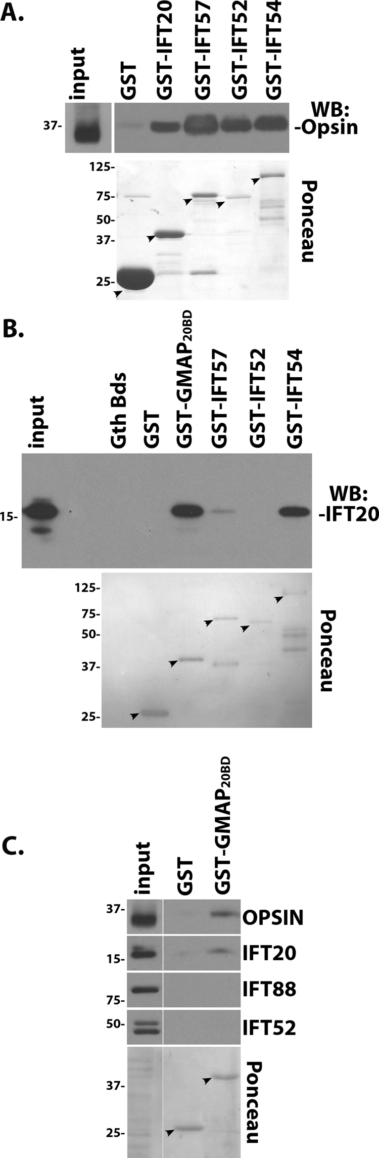 FIGURE 6: