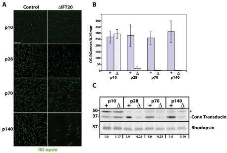 FIGURE 2: