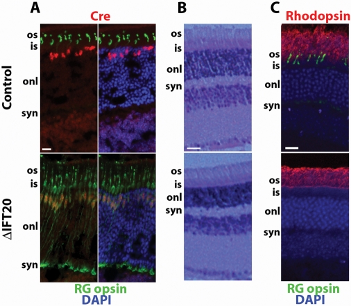 FIGURE 1: