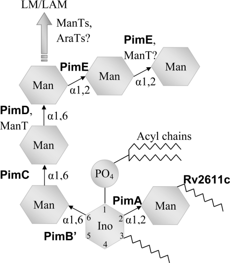 FIGURE 1.