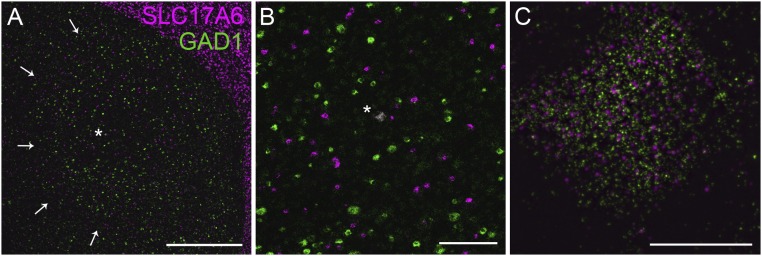 Fig. S5.