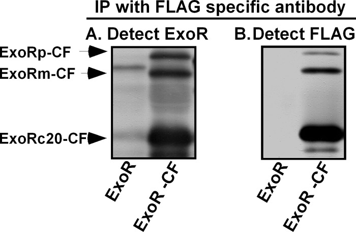 Fig 5