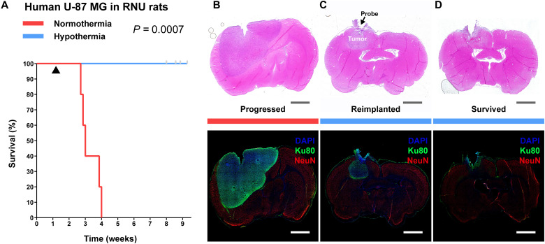 Fig. 6.