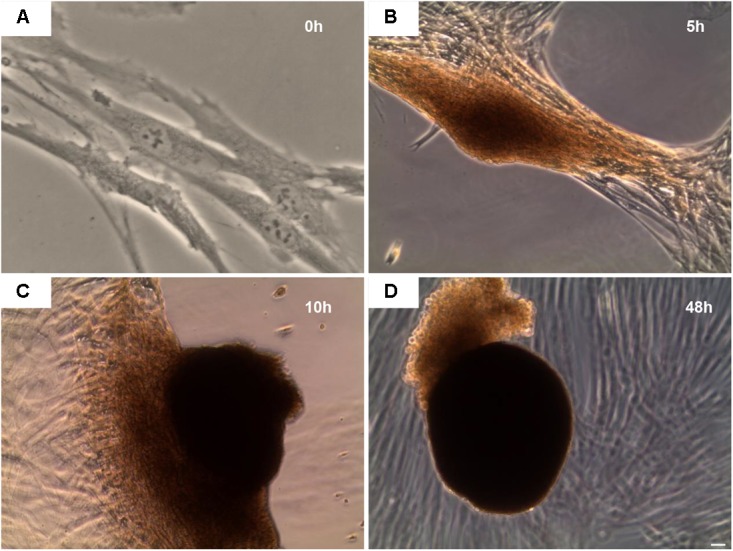 FIGURE 3