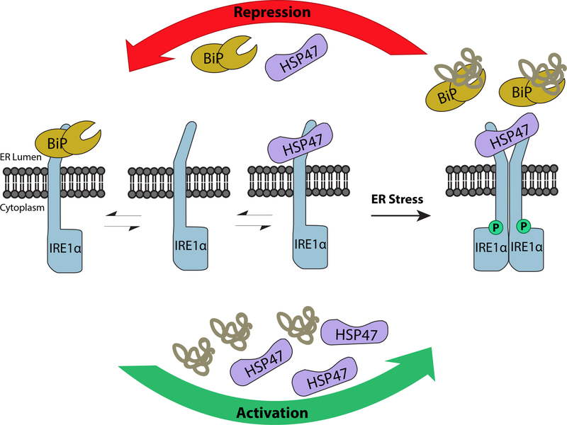 Repression and Activation of IRE1α