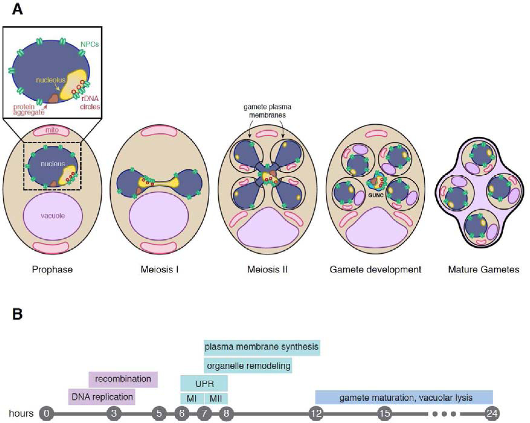 Figure 1: