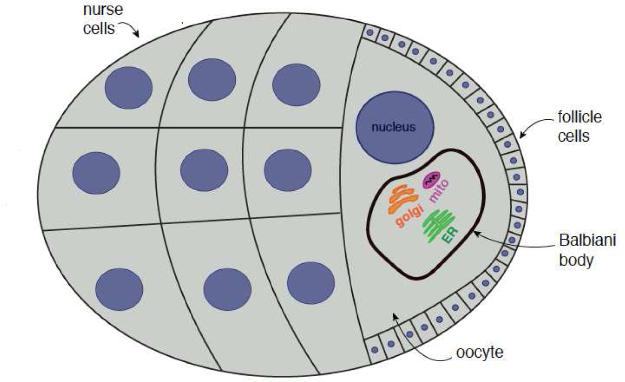 Figure 2: