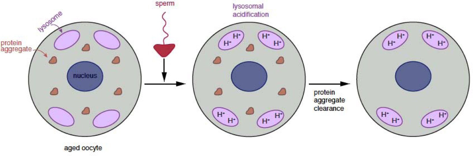 Figure 3: