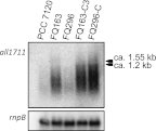 Fig 8