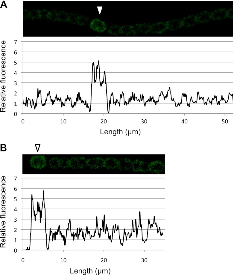 Fig 5