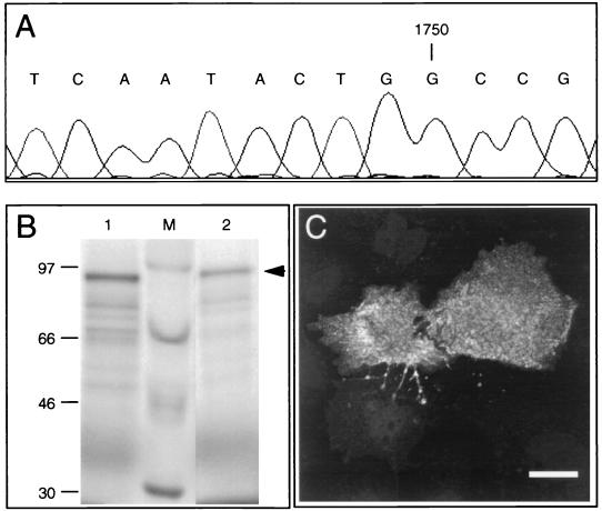 FIG. 5