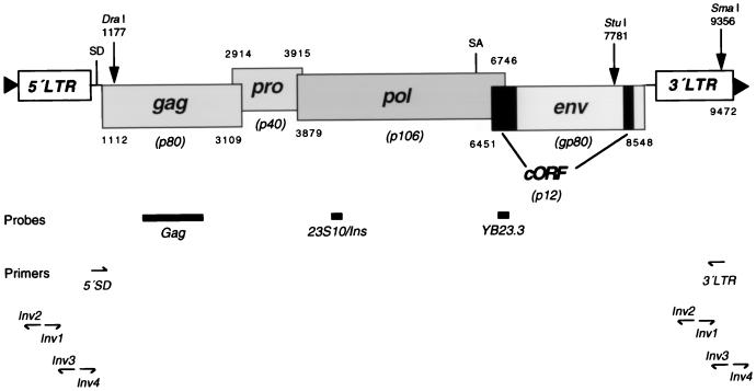 FIG. 1