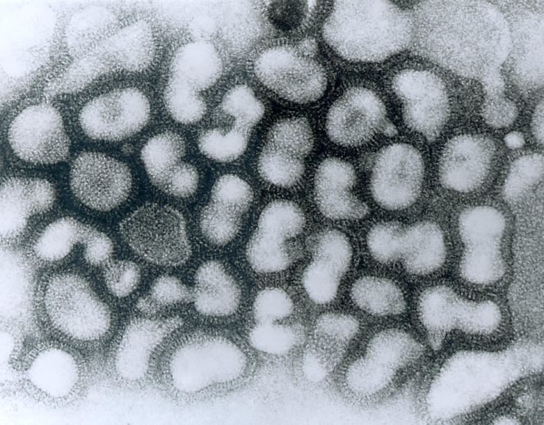 A transmission electron micrograph of the influenza A virus. New evidence suggests that flu viruses can rapidly reshuffle genetic material and mutate into new strains capable of widespread infection. (CDC/Dr. Erskine Palmer)