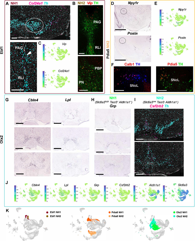 Figure 4—figure supplement 2.