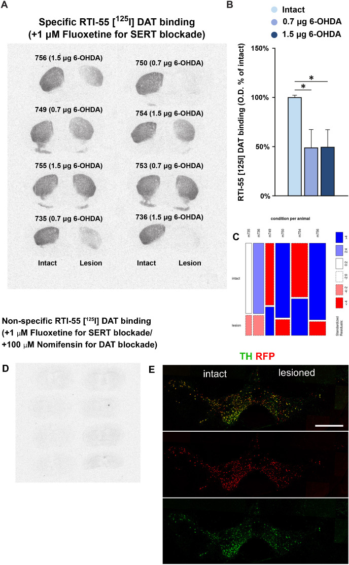 Figure 5—figure supplement 1.