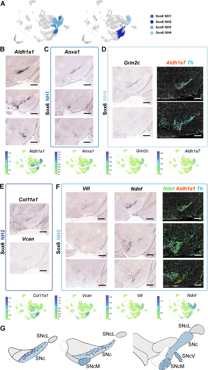 Figure 4—figure supplement 1.