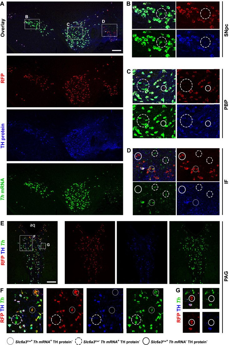 Figure 2—figure supplement 1.