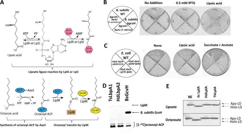 Figure 6.