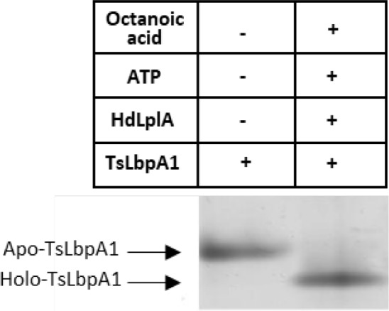 Figure 7—figure supplement 1.