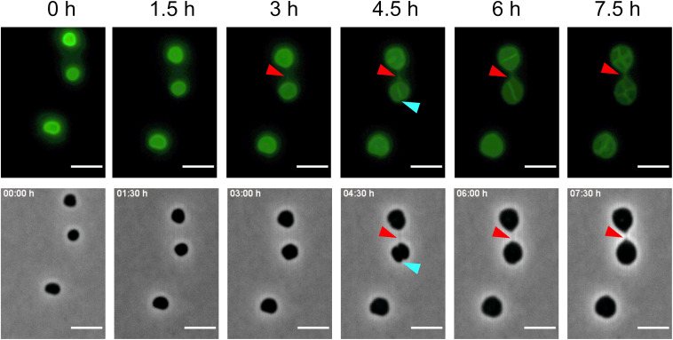 FIGURE 5