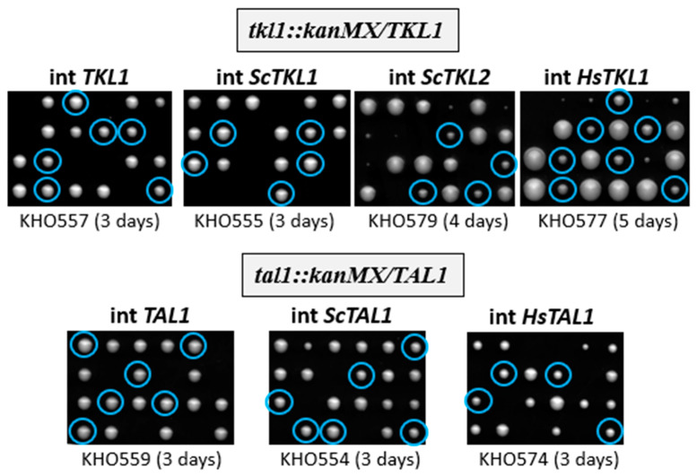 Figure 6