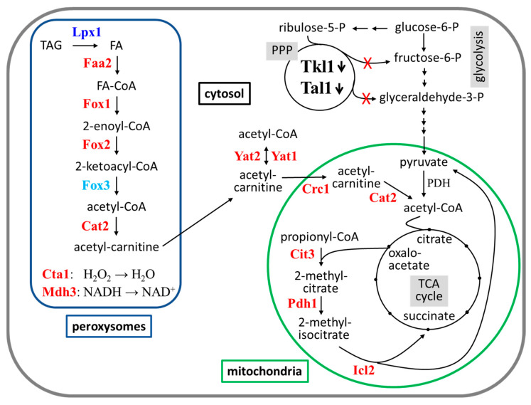 Figure 7