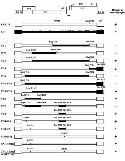 FIG. 1.