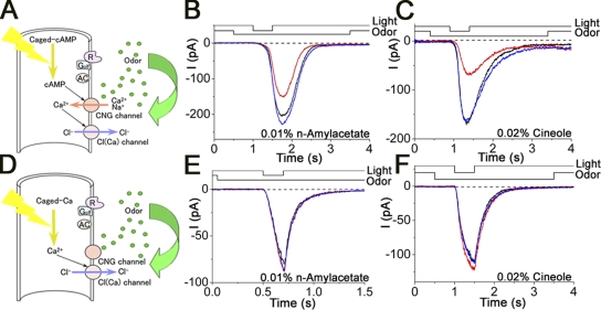 Figure 11.