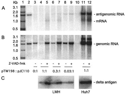 FIG. 5