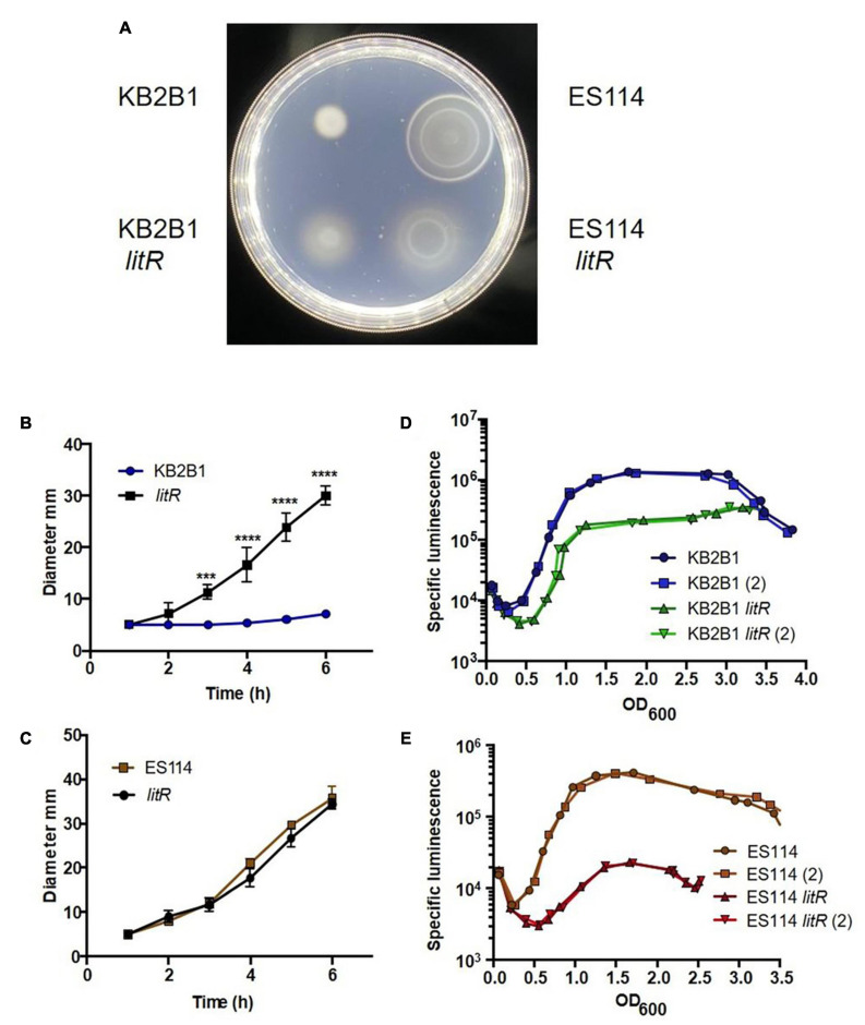 FIGURE 6