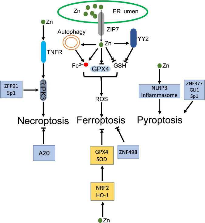 FIGURE 4