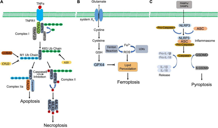 FIGURE 1