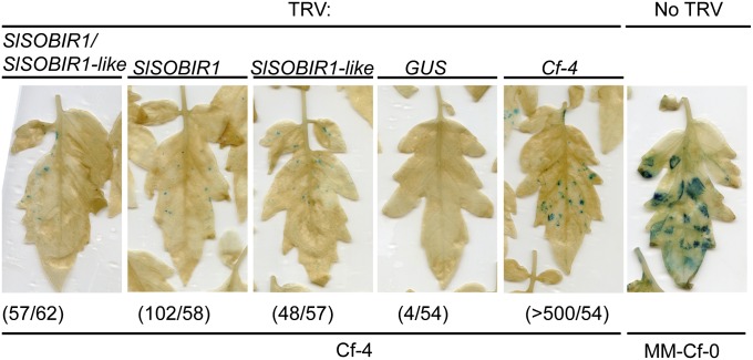 Fig. 3.